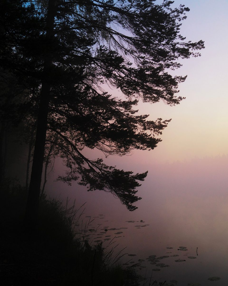 A pine tree leaning over a misty lake with lily pads at dawn, edited with Fujifilm Profiles