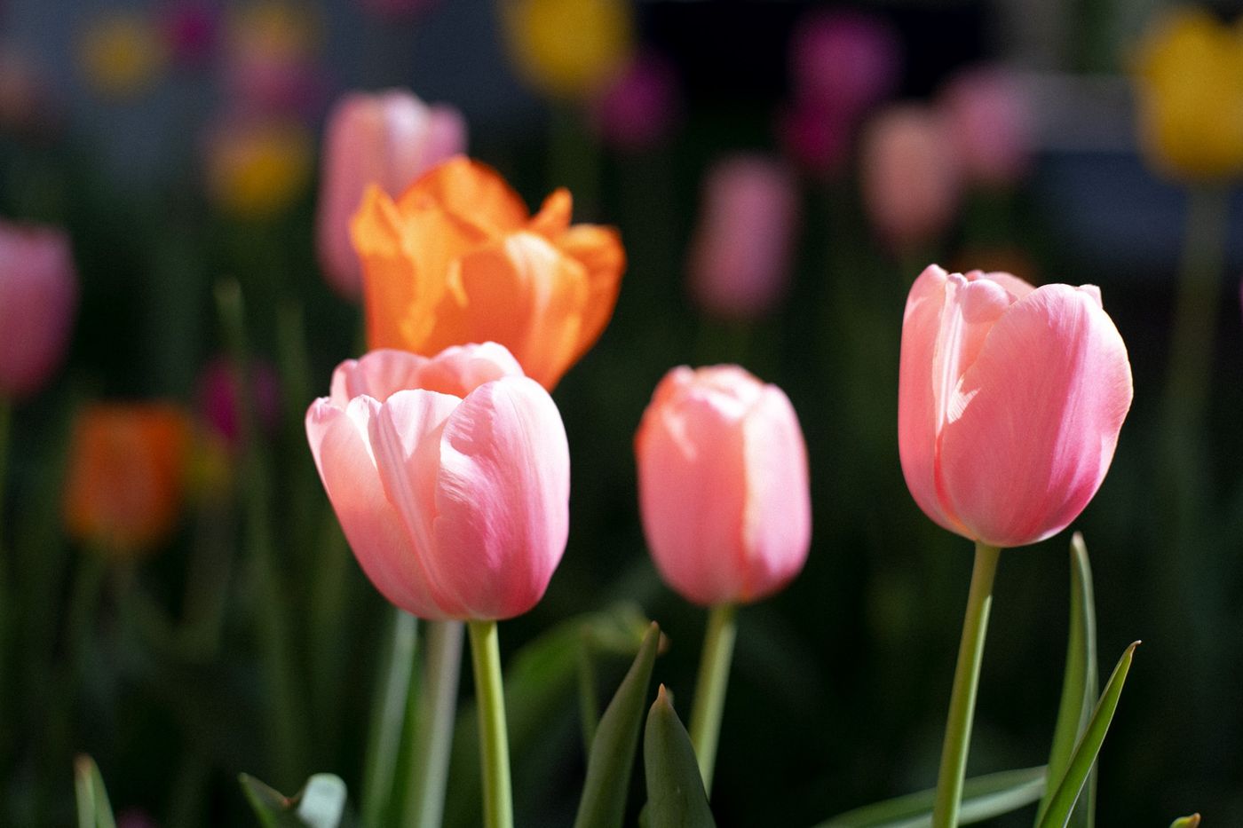 Pink and orange tulips