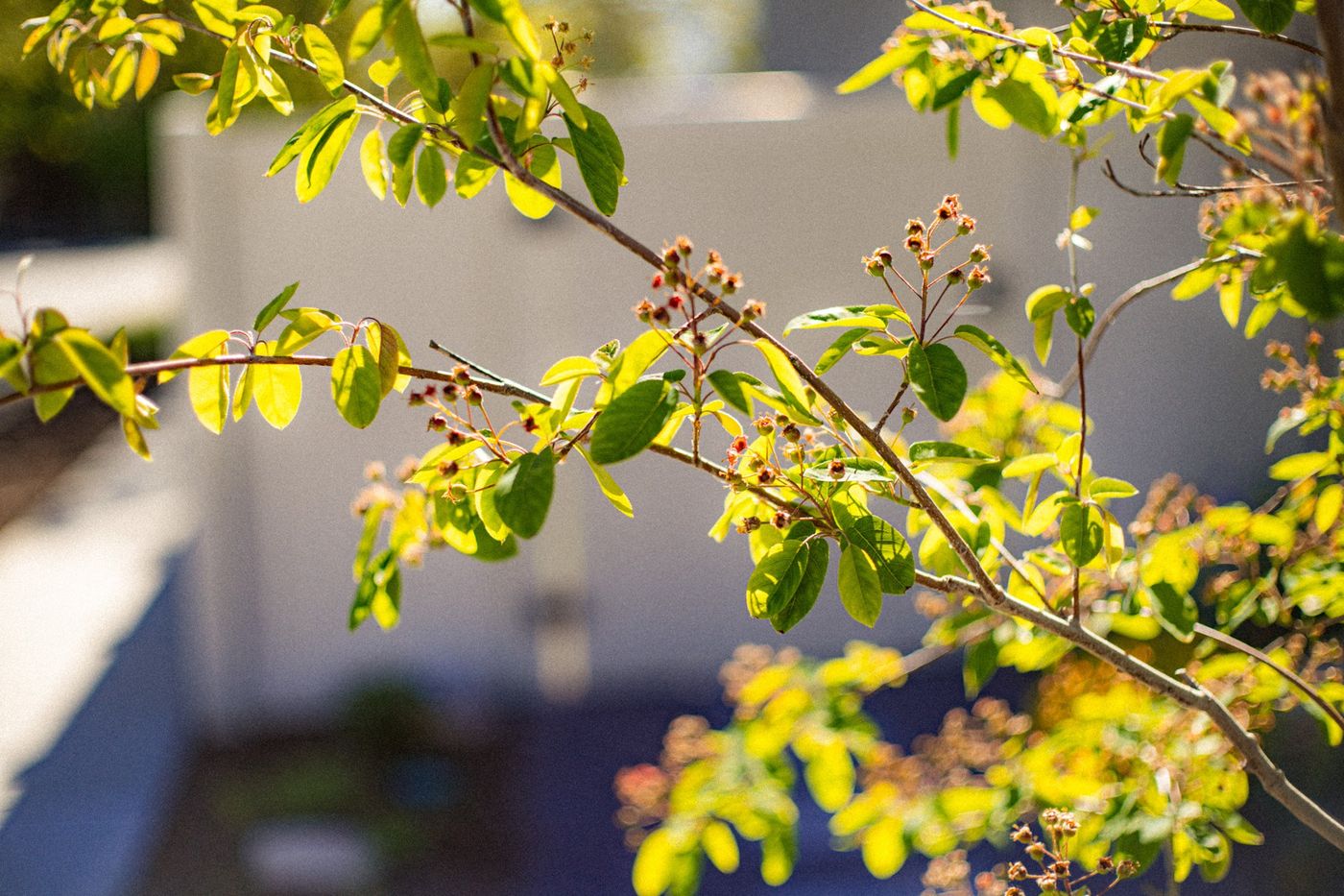A flowering branch in sunlight