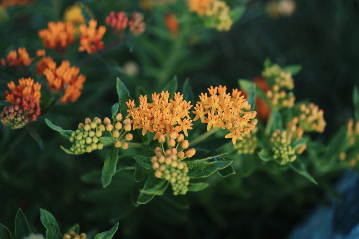 Orange milkweed flowers, edited with Claro