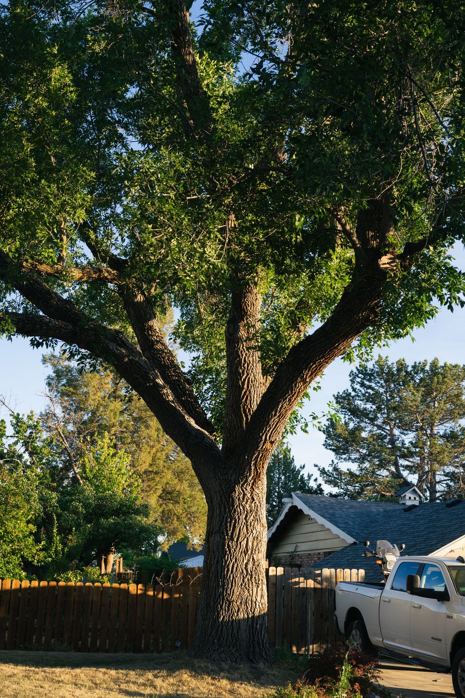 A large tree in summer, edited with Helecho