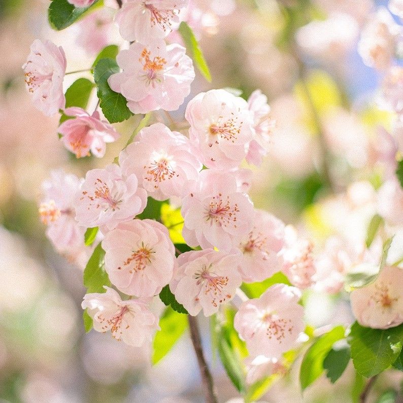 Pink blossoms close up, edited with Pastel