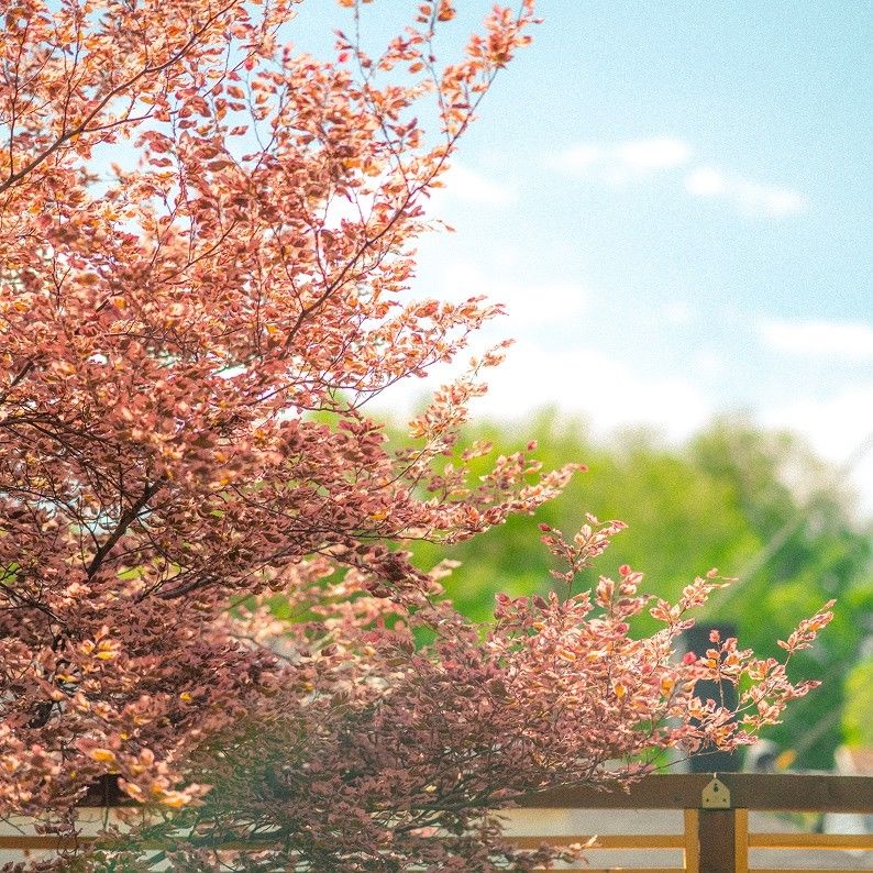 A pink flowering tree in spring, edited with Pastel